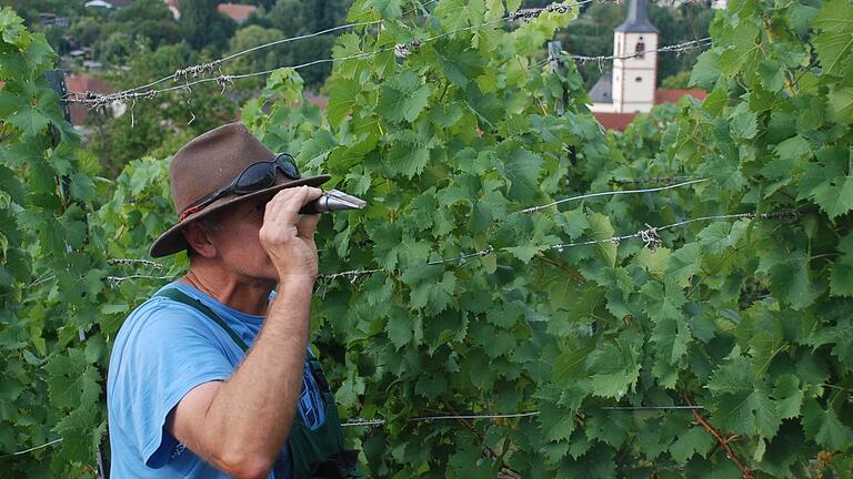 Bei Reiner Ullrich aus Kleinochsenfurt beginnt die Weinlese. Der Winzer ist zufrieden: Er hat mit seinem Refraktometer zwischen 80 und 85 Oechsle-Grade gemessen. Bei Reiner Ullrich aus Kleinochsenfurt beginnt die Weinlese. Der Winzer ist zufrieden: Er hat mit seinem Refraktometer zwischen 80 und 85 Oechsle-Grade gemessen.