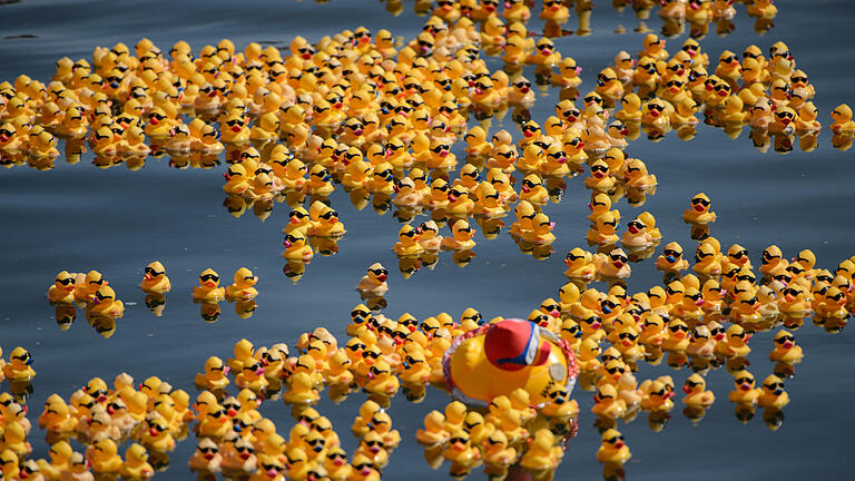 Badeentenrennen Wildwasser e.V.       -  Um die 8000 Badeenten schwimmen am Samstag (07.05.16) beim traditionellen Badeentenrennen des Wildwasser e. V. von der Alten Mainbrücke in Würzburg den Fluss hinunter. Wildwasser engagiert sich gegen sexuelle Gewalt an Mädchen und Frauen, alle Erlöse gehen an den Verein.