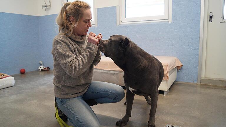 Tierheim-Leiterin Britta Merkel mit Cane-Corso-Hündin Yvi: Die Doku-Serie 'Die Unvermittelbaren' auf RTL begleitet das Tier auf dem Weg in ein neues Zuhause. Tierheim-Leiterin Britta Merkel mit Cane-Corso-Hündin Yvi: Die Doku-Serie 'Die Unvermittelbaren' auf RTL begleitet das Tier auf dem Weg in ein neues Zuhause.