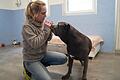 Tierheim-Leiterin Britta Merkel mit Cane-Corso-Hündin Yvi: Die&nbsp;Doku-Serie 'Die Unvermittelbaren'&nbsp;auf RTL begleitet das Tier auf dem Weg in ein neues Zuhause.
