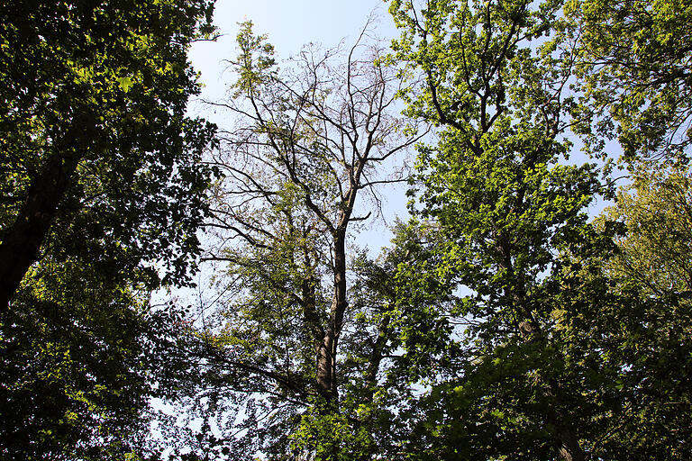 Blick auf eine der als Folge des Klimawandels todgeweihten Buchen in der Waldabteilung „Banzerrangen“ bei Handthal. Die Krone ist aufgrund der Trockenheit verlichtet. Auch wenn der Baum in unteren Regionen noch Blätter trägt, wird er in naher Zukunft sterben. Es gibt für ihn keine Rettung mehr.