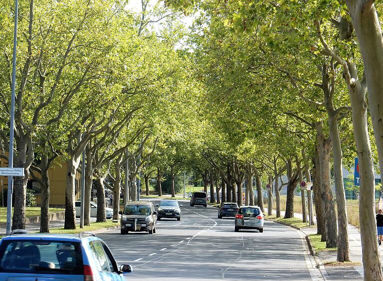 Um etwa vier Grad ist die Hitze unter den Straßenbäumen reduziert, wenn das Blätterdach wie in der Franz-Schubert-Straße geschlossen ist.