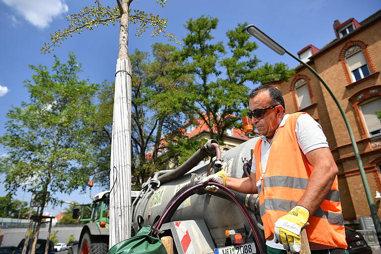 Wegen der großen Hitze kamen Bewässerungssäcke an den Stadtbäumen zum Einsatz. Wegen der großen Hitze kamen Bewässerungssäcke an den Stadtbäumen zum Einsatz.