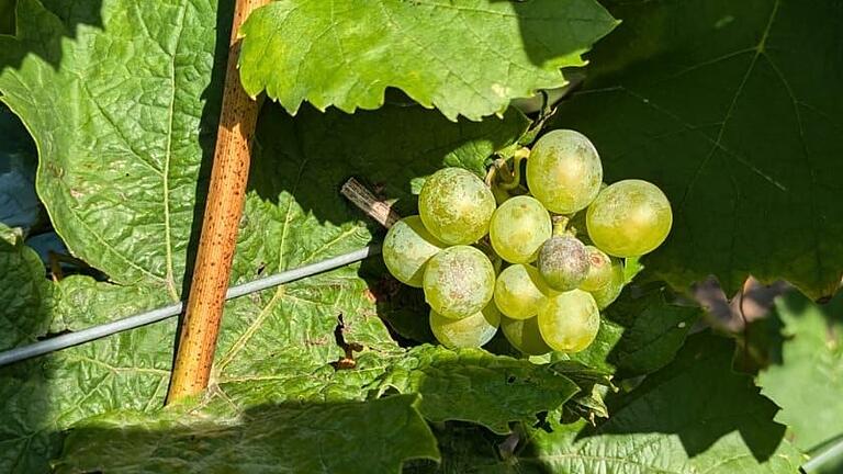 Echter Mehltau, ein Pilz, hat diese Geiztriebe befallen. Bei den eigentlichen Trauben habe Winzer Albin Solf den Pilzbefall erfolgreich bekämpft. Echter Mehltau, ein Pilz, hat diese Geiztriebe befallen. Bei den eigentlichen Trauben habe Winzer Albin Solf den Pilzbefall erfolgreich bekämpft.