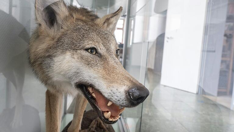 Die Ergebnisse der Gen-Analyse der getöteten Wölfin aus der Rhön sollen Ende der Woche vorliegen. Hier ein ausgestopfter Wolf in einer Vitrine der Senckenberg-Gesellschaft in Gelnhausen. Das Labor dort begleitet das bundesweite Wolfsmonitoring wissenschaftlich (Symbolbild). Die Ergebnisse der Gen-Analyse der getöteten Wölfin aus der Rhön sollen Ende der Woche vorliegen. Hier ein ausgestopfter Wolf in einer Vitrine der Senckenberg-Gesellschaft in Gelnhausen. Das Labor dort begleitet das bundesweite Wolfsmonitoring wissenschaftlich (Symbolbild).
