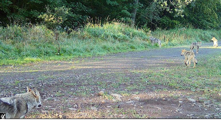 Zwei Jahre hintereinander wurden auf dem Truppenübungsplatz Wildflecken Wolfswelpen registriert. Aus wie vielen Tieren das Rudel aktuell besteht, lässt sich nicht genau sagen.&nbsp;