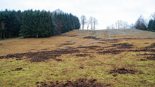 Richtig tiefe Mulden haben die Wildschweine in die Wiese gegraben, die den Skihang in Neuschleichach bildet.