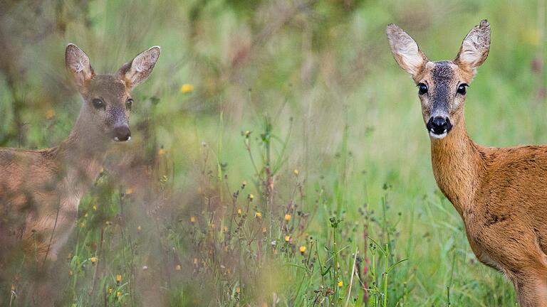 Das Reh gilt als Feinschmecker unter den Waldtieren - sehr zum Leidwesen mancher jungen Eichen.