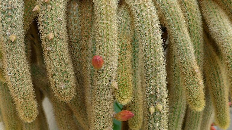 Cleistocactus als Ampelpflanze. Foto: Antje Roscoe