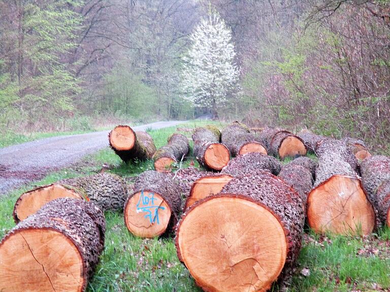 Beim Laubholz ist die Preissteigerung ausgeblieben. Beim Laubholz ist die Preissteigerung ausgeblieben.