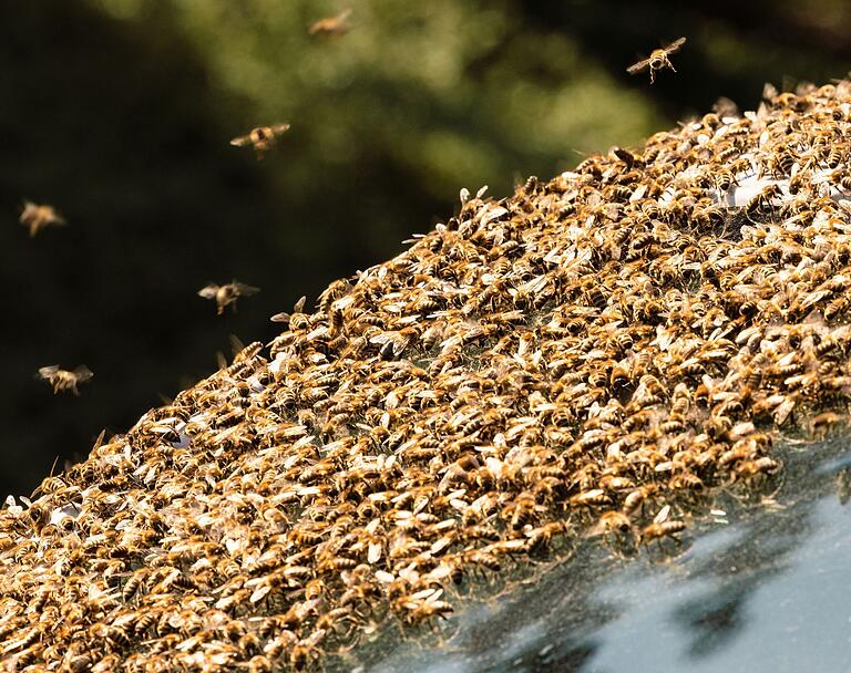 Ein Imker versucht in Rieneck einen Bienenschwarm einzufangen, der sich auf ein Auto gesetzt hat. Ein Imker versucht in Rieneck einen Bienenschwarm einzufangen, der sich auf ein Auto gesetzt hat.