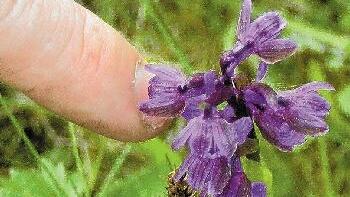 Steht unter Schutz: Das kleine - Steht unter Schutz: Das kleine Knabenkraut, das auf einer Wiese in Glasofen derzeit blüht, ist vom Aussterben
bedroht. Steht unter Schutz: Das kleine - Steht unter Schutz: Das kleine Knabenkraut, das auf einer Wiese in Glasofen derzeit blüht, ist vom Aussterben
bedroht.