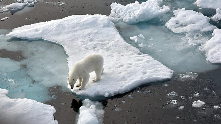 Eisbär       -  Wenig kann der Landkreis Haßberge dazu beitragen, dass dieser Eisbär seine Lebensgrundlagen behält. Aber er kann wenigstens seine Stimme dafür erheben, dass mehr für den Klimaschutz getan werden muss.