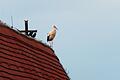 Kurzbesuch auf dem Kirchendach       -  (lsl)   Ein Storch hat in den vergangenen Tage Station auf dem Kirchendach von St. Johannes in Kitzingen gemacht. Der Kurzbesuch ist nicht ganz unbeobachtet geblieben. Nicht nur die beiden Dohlen haben den eher seltenen Gast interessiert beobachtet, auch Franz Kolb hat seinen Foto gezückt und einmal auf den Auslöser gedrückt.FOTO: Franz Kolb