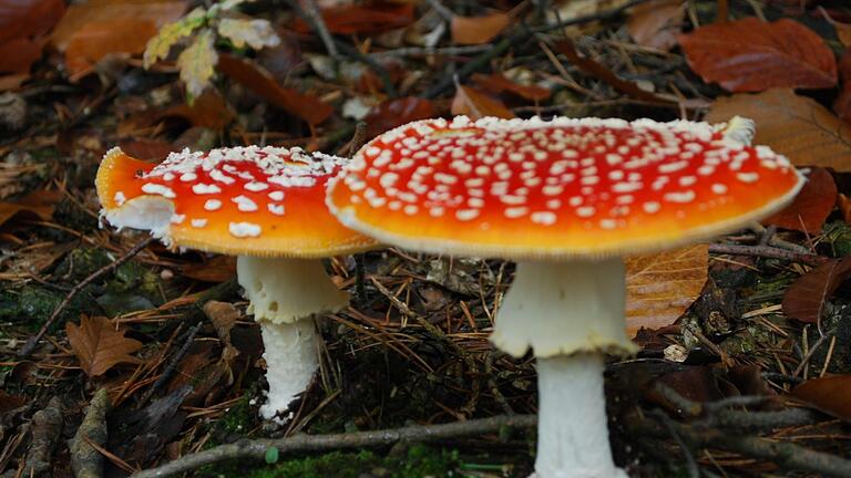 Der Fliegenpilz ist wirklich schön anzuschauen. Doch dieser Pilz ist giftig. Foto: Kathrin Kupka-Hahn       -  Der Fliegenpilz ist wirklich schön anzuschauen. Doch dieser Pilz ist giftig. Foto: Kathrin Kupka-Hahn