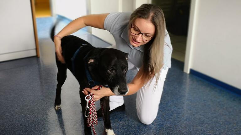 Hund Hansi in der Tierklinik Reichenberg mit Tierarzthelferin Agnes Rugor Foto: Willi Thevis Hund Hansi in der Tierklinik Reichenberg mit Tierarzthelferin Agnes Rugor Foto: Willi Thevis