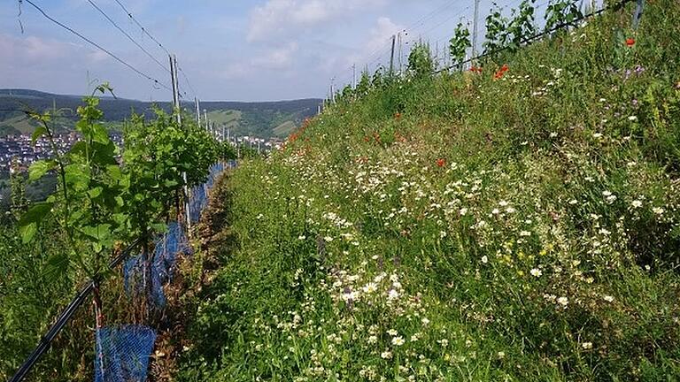Biodiversität steht für eine große Vielfalt von Pflanzen, Tieren und Kleinstlebewesen und ermöglicht damit ein stabiles, sich selbst regulierendes Ökosystem, indem die Reben besonders gut gedeihen. Ein Weinberg mit hoher Biodiversität ist die Grundlage für beste Trauben, aus denen lebendige, genussvolle und charakterreiche Weine entstehen.