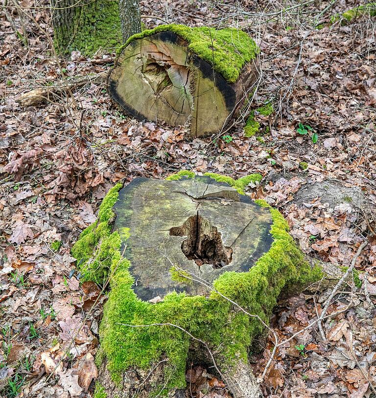 Der Blick auf den Stumpf einer gefällten Eiche im Mahlholz zeigt Schäden im Innern des Baumstamms. Solche Schäden schwächen Bäume und machen sie anfällig für Schädlinge. Der Blick auf den Stumpf einer gefällten Eiche im Mahlholz zeigt Schäden im Innern des Baumstamms. Solche Schäden schwächen Bäume und machen sie anfällig für Schädlinge.