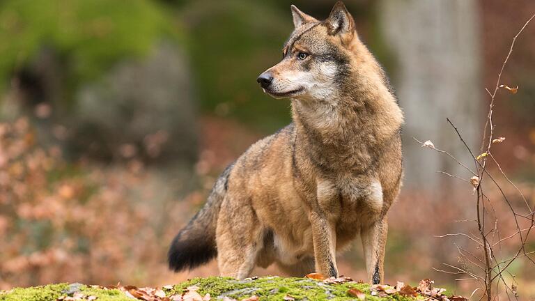 Nach jüngsten Erkenntnissen ist bei Obererthal ein Wolf unterwegs.