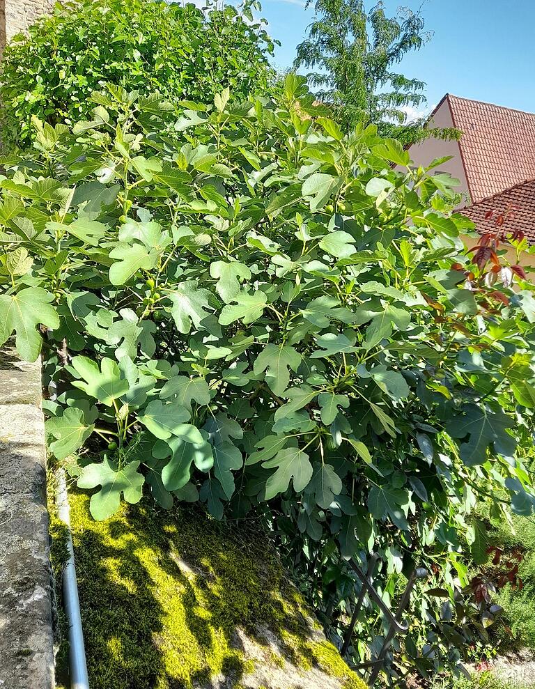 Der wunderschöne Feigenbaum stand im Mittelpunkt des diesjährigen Bibelgartenfestes in Mainstockheim.