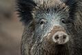 Wildschwein       -  Ein Wildschwein schaut aus einem Wildschweingehege zum Fotografen.