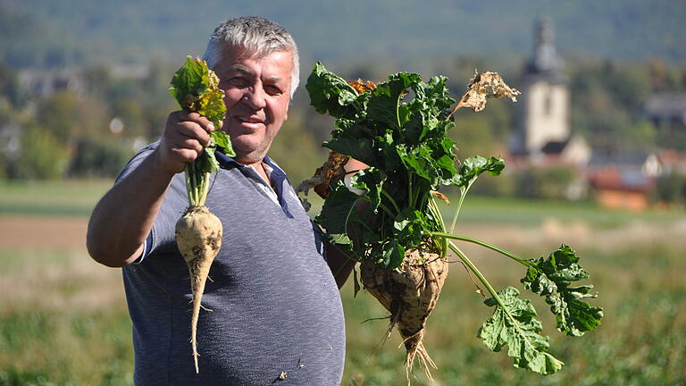 Landwirt Günter Denninger aus dem Hofheimer Stadtteil Rügheim (Lkr. Haßberge) zeigt die zwei Welten dieser Zuckerrübenernte. Rettichgroße Rüben und ganz normal entwickelte. Auf ein und demselben Acker gewachsen. Die Bodengüte entschied über die Größe. Foto: Alois Wohlfahrt Landwirt Günter Denninger aus dem Hofheimer Stadtteil Rügheim (Lkr. Haßberge) zeigt die zwei Welten dieser Zuckerrübenernte. Rettichgroße Rüben und ganz normal entwickelte. Auf ein und demselben Acker gewachsen. Die Bodengüte entschied über die Größe. Foto: Alois Wohlfahrt