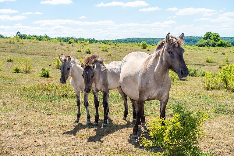 Die Konik-Wildpferde am Brönnhof sind nicht nur für Kinder eine Attraktion. Die Konik-Wildpferde am Brönnhof sind nicht nur für Kinder eine Attraktion.