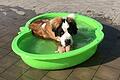 Im
Tierheim in Zell am Ebersberg badet ein Hund in einer Wanne. An heißen Sommertagen leiden auch Tiere der Hitze. Doch Halterinnen und Halter können etwas dagegen tun.
