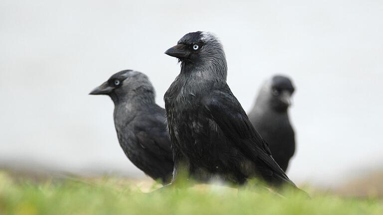 Dohlen sind sehr soziale Vögel, die oft in Kolonien leben.
