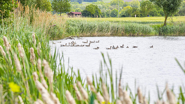 Am Sander Baggersee und den anliegenden landwirtschaftlichen Flächen (Acker) machen Kanadagänse den Bauern das Leben schwer. Kanadagänse im Baggersee.