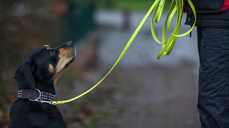 'Püppi' mit Frauchen: In der Coronazeit ist die Nachfrage nach Hunden laut Zuchtverband und Tierheim-Sprechern 'irrsinnig groß'.&nbsp;