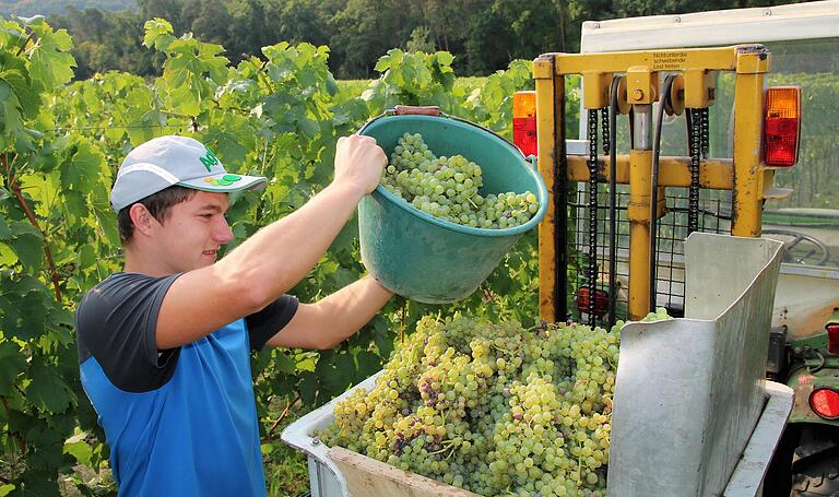 Niclas Dittmann kippt die im Wengert in Fahr gelesenen Müller-Thurgau-Trauben in den Behälter des Weinbergtraktors. Niclas Dittmann kippt die im Wengert in Fahr gelesenen Müller-Thurgau-Trauben in den Behälter des Weinbergtraktors.