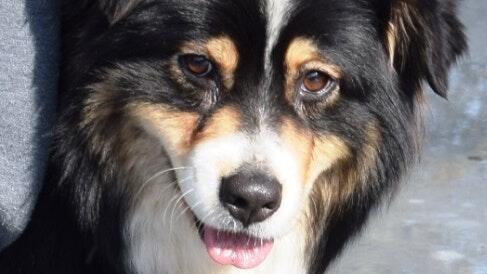 Das ist Emi, die Australian-Shepherd-Hündin von Sulzheims Bürgermeister Jürgen Schwab. Ein Jagdpächter hat das Tier am 1. März 2019 bei Vögnitz im Landkreis Schweinfurt erschossen. Dafür erhielt der Mann jetzt einen Strafbefehl. Das ist Emi, die Australian-Shepherd-Hündin von Sulzheims Bürgermeister Jürgen Schwab. Ein Jagdpächter hat das Tier am 1. März 2019 bei Vögnitz im Landkreis Schweinfurt erschossen. Dafür erhielt der Mann jetzt einen Strafbefehl.