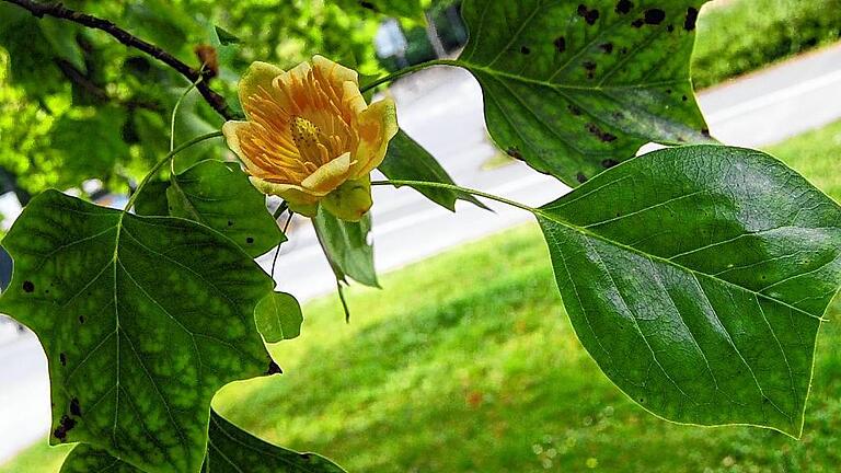 Der Ringpark: Ein Juwel aus vielen Exoten       -  Auch ein &bdquo;Champion Tree&ldquo; im Ringpark: der Tulpenbaum.
