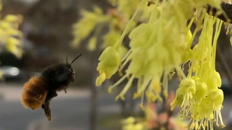 Gesichtet: Die Gehörnte Mauerbiene Osmia cornuta gehört zu den Wildbienenarten.