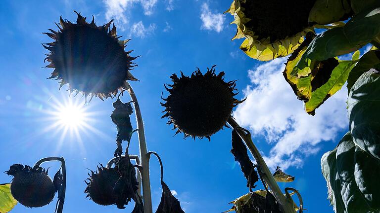 Heiß und trocken, so war der Sommer 2022. Und in Bad Kissingen regnete es bayernweit am wenigsten. Foto: Sven Hoppe/dpa       -  Heiß und trocken, so war der Sommer 2022. Und in Bad Kissingen regnete es bayernweit am wenigsten. Foto: Sven Hoppe/dpa