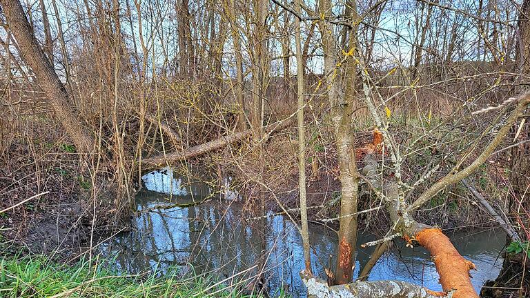 Der Altlauerarm in der Äußeren Lache darf sich weitgehend natürlich entwickeln.       -  Der Altlauerarm in der Äußeren Lache darf sich weitgehend natürlich entwickeln.