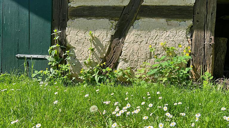 Wenn es nicht möglich ist, auf der ganzen Wiese der Natur freien Lauf zu lassen, so biete sich das doch zumindest entlang von Zäunen, Mauern und Wegen an, meint Otto Elsner. Wenn es nicht möglich ist, auf der ganzen Wiese der Natur freien Lauf zu lassen, so biete sich das doch zumindest entlang von Zäunen, Mauern und Wegen an, meint Otto Elsner.