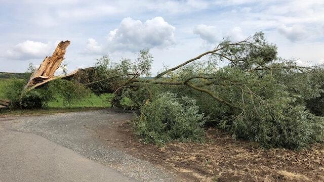 Er war ein Markenzeichen von Stadtlauringen, der 'Krumme Baum', der bei einem Sturm im Juli 2018 abknickte. Jetzt wurde ein neuer Weidenbaum gepflanzt.