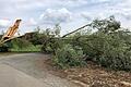 Er war ein Markenzeichen von Stadtlauringen, der 'Krumme Baum', der bei einem Sturm im Juli 2018 abknickte. Jetzt wurde ein neuer Weidenbaum gepflanzt.