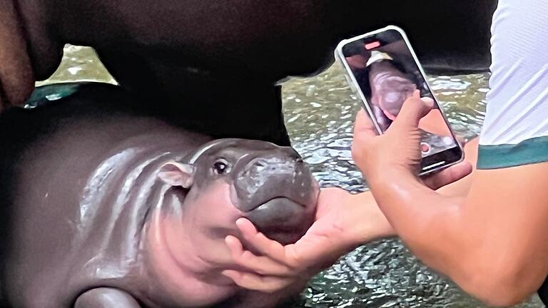 Zwergflusspferd Moo Deng in Thailand       -  Die putzige Mimik von Moo Deng hat sie zum Internet-Star gemacht.