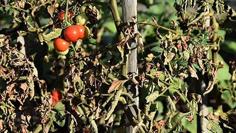 Bei Hitze und Trockenheit fühlen sich Rostmilben an Tomaten sehr wohl.