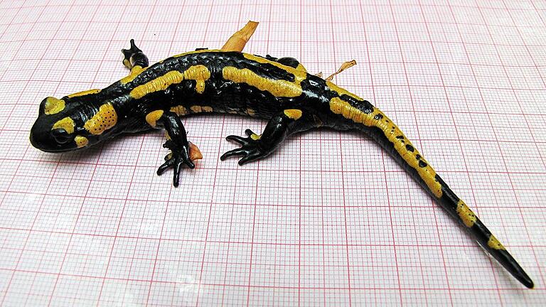 Ein bei Fabrikschleichach im Steigerwald entdeckter Salamander tummelt sich im Dienste der Wissenschaft auf dem Gitternetz eines Millimeterpapiers. Ein bei Fabrikschleichach im Steigerwald entdeckter Salamander tummelt sich im Dienste der Wissenschaft auf dem Gitternetz eines Millimeterpapiers.