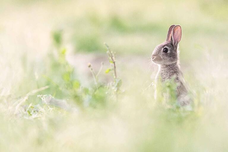 Dieses Schweinfurter Wildkaninchen ziert das Titelbild von &quot;Naturfotografie&quot;.