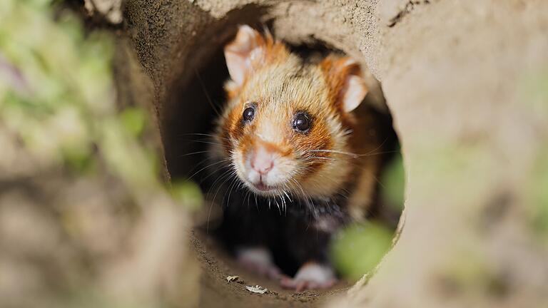 Bevor die Gemeinde Giebelstadt einen Großparkplatz am nördlichen Ortsrand baut, muss sie erst einmal die dort möglicherweise lebenden Hamster kartieren.