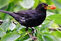 Damit es im Garten kräftig summt und zwitschert       -  Vögel brauchen Insekten, Samen und Früchte als Nahrungsquelle. Was allen Tieren hilft ist ein naturnaher Garten.