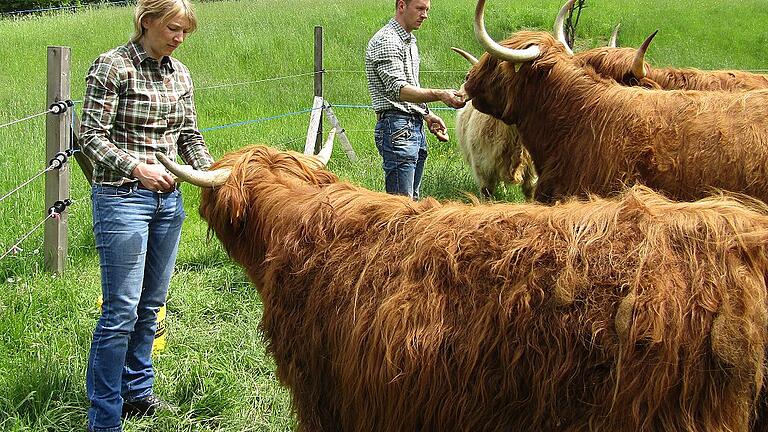 Begeistert fressen die schottischen Hochlandrinder aus Hohnhausen Katrin Gagel und Torsten Baumgärtner das Brot aus der Hand.