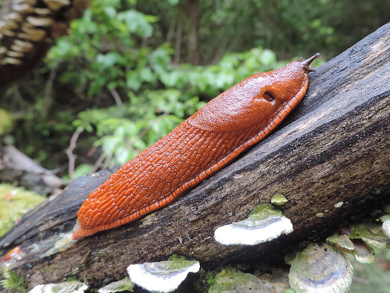 Die Rote Wegschnecke wurde in der Volksmedizin gegen Warzen, Hühneraugen, Sommersprossen oder Leberflecke empfohlen.