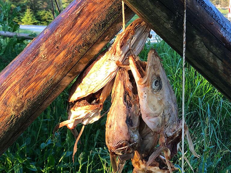 Fischindustrie auf den Lofoten: Über Monate hinweg wird der Fisch auf Holzgestängen getrocknet und exportiert. Kopf und Leib werden getrennt vermarktet.