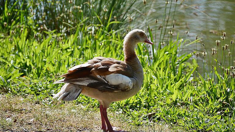 Am Kneuersee wurde die Nilgans am Nachmittag entdeckt. Hier wurden auch die Küken ausgesetzt.